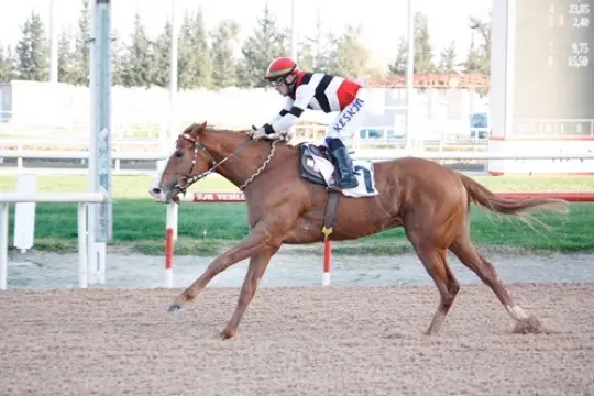 ADANA TAHMİNLERİM - 17 MART