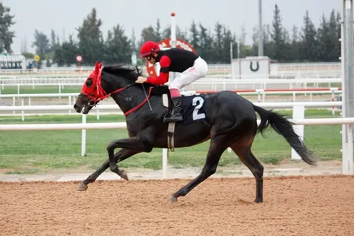 ADANA TAHMİNLERİM - 30 AĞUSTOS