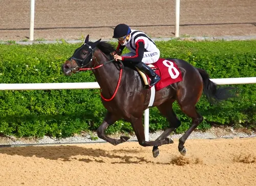 ANKARA TAHMİNLERİM - 20 AĞUSTOS